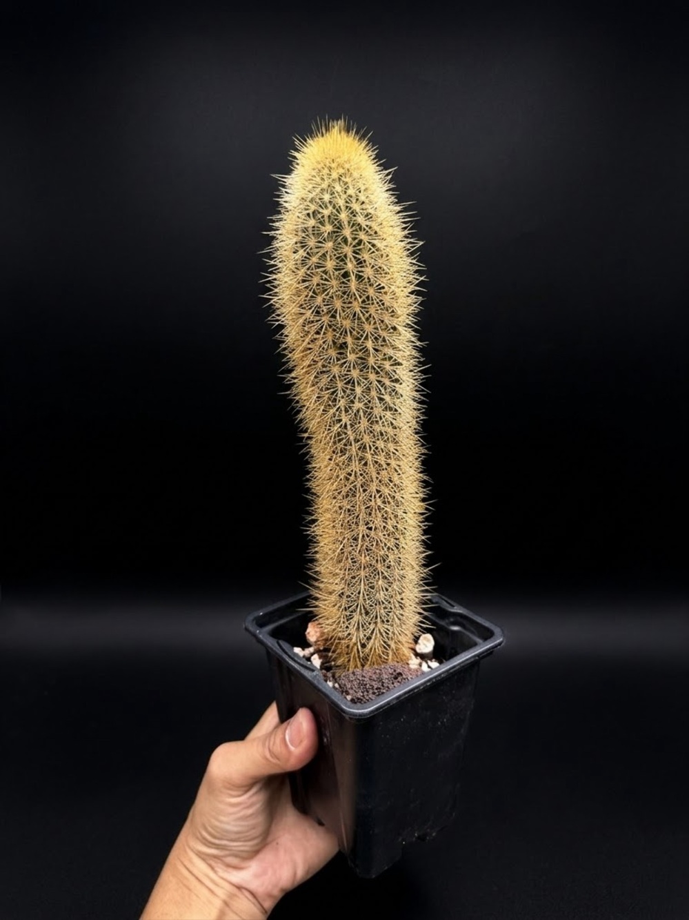 Espostoa Guentheri Red Foxtail Cactus 8-9 in